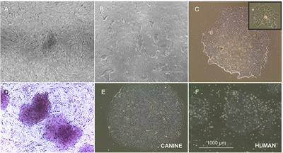 Neural Derivates of Canine Induced Pluripotent Stem Cells-Like Cells From a Mild Cognitive Impairment Dog